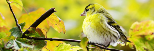 ecologie